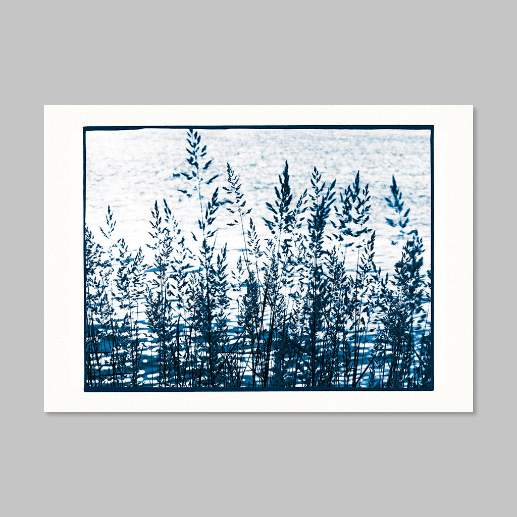 Art Card - Shoreline Grass, Summer