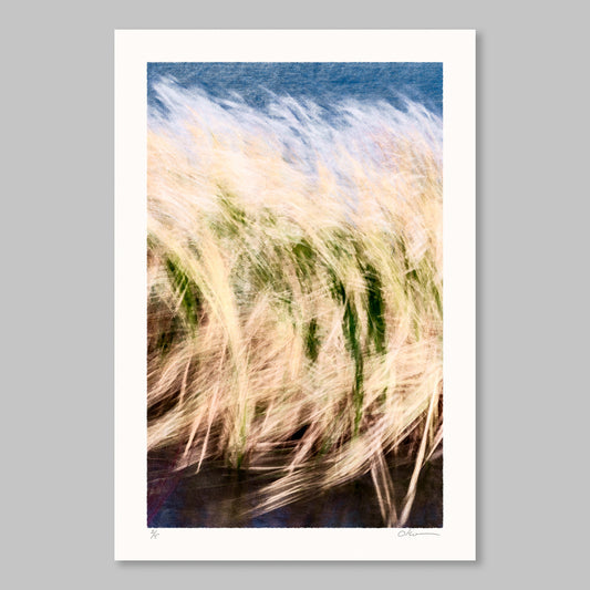Cattails in Wind