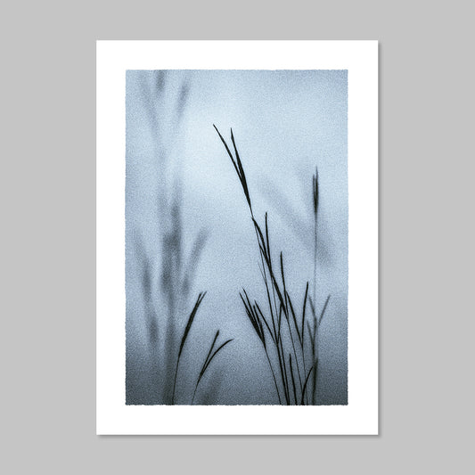 Monochromatic artistic photo of grass in fog.